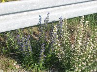 Echium vulgare 14, Slangenkruid, Saxifraga-Jasenka Topic