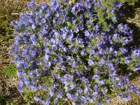 Echium vulgare 15, Slangenkruid, Saxifraga-Jasenka Topic