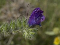 Echium vulgare 17, Slangenkruid, Saxifraga-Willem van Kruijsbergen