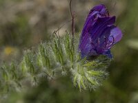 Echium vulgare 18, Slangenkruid, Saxifraga-Willem van Kruijsbergen