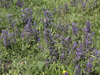 Echium vulgare 19, Slangenkruid, Saxifraga-Peter Meininger1