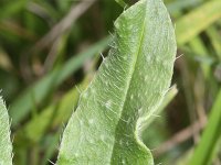 Echium vulgare 20, Slangenkruid, Saxifraga-Rutger Barendse