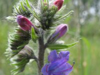 Echium vulgare 21, Slangenkruid, Saxifraga-Rutger Barendse