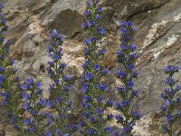 Echium vulgare 23, Slangenkruid, Saxifraga-Jan van der Straaten