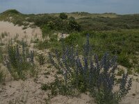 Echium vulgare 25, Slangenkruid, Saxifraga-Jan van der Straaten