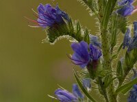 Slangenkruid  Echium vulgare - Slangenkruid