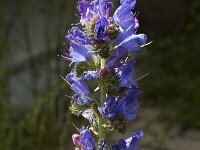 Echium vulgare 3, Slangenkruid, Saxifraga-Jan van der Straaten
