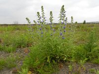 Echium vulgare 32, Slangenkruid, Saxifraga-Rutger Barendse
