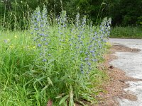 Echium vulgare 34, Slangenkruid, Saxifraga-Rutger Barendse