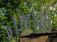 Echium vulgare 36, Slangenkruid, Saxifraga-Ed Stikvoort