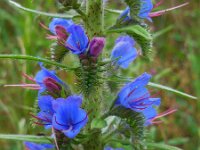 Echium vulgare 39, Slangenkruid, Saxifraga-Ed Stikvoort