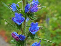 Echium vulgare 45, Slangenkruid, Saxifraga-Ed Stikvoort