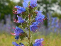 Echium vulgare 52, Slangenkruid, Saxifraga-Ed Stikvoort