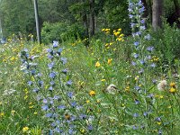 Echium vulgare 55, Slangenkruid, Saxifraga-Ab H Baas