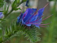 Echium vulgare 57, Slangenkruid, Saxifraga-Ab H Baas