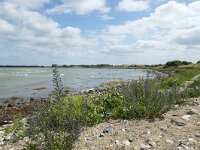 Slangenkruid  Echium vulgare; growing on beach. : Beauty, Natural beauty, Summer, Summertime, Growth