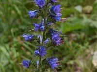 Echium vulgare 69, Slangenkruid, Saxifraga-Harry Jans  Echium vulgare