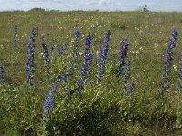 Echium vulgare 8, Slangenkruid, Saxifraga-Jan van der Straaten