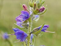 Echium vulgare 81, Slangenkruid, Saxifraga-Tom Heijnen