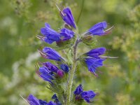 Echium vulgare 82, Slangenkruid, Saxifraga-Jan Nijendijk