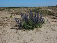 Echium vulgare 83, Slangenkruid, Saxifraga-Peter Meininger