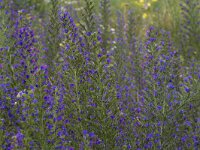 Echium vulgare 84, Slangenkruid, Saxifraga-Jan Nijendijk