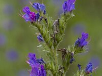 Echium vulgare 85, Slangenkruid, Saxifraga-Jan Nijendijk