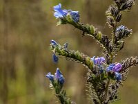 Echium vulgare 96, Slangenkruid, Saxifraga-Jan van der Straaten