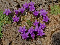 Edraianthus serpyllifolius 1, Saxifraga-Willem van Kruijsbergen
