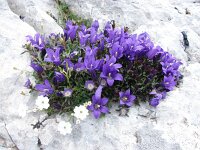 Edraianthus serpyllifolius 10, Saxifraga-Jasenka Topic