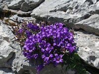 Edraianthus serpyllifolius 11, Saxifraga-Jeroen Willemsen