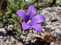 Edraianthus serpyllifolius 12, Saxifraga-Luuk Vermeer