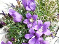 Edraianthus serpyllifolius 6, Saxifraga-Jasenka Topic