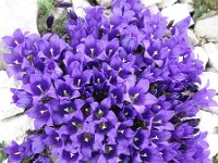 Edraianthus serpyllifolius 9, Saxifraga-Jasenka Topic