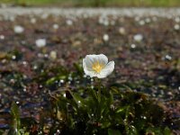 Egeria densa