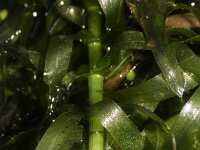 Egeria densa 10, Egeria, Saxifraga-Rutger Barendse