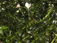 Egeria densa 11, Egeria, Saxifraga-Rutger Barendse