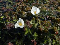 Egeria densa 3, Egeria, Saxifraga-Ed Stikvoort : Typha laxmannii Biervliet A900