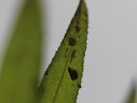 Egeria densa 3, Egeria, Saxifraga-Rutger Barendse