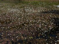 Egeria densa 7, Egeria, Saxifraga-Ed Stikvoort : Typha laxmannii Biervliet A900
