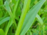 Ehrharta longiflora 2, Saxifraga-Rutger Barendse