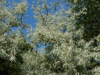 Elaeagnus angustifolia 11, Smalle olijfwilg,  Saxifraga-Ed Stikvoort