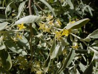 Elaeagnus angustifolia 16, Smalle olijfwilg,  Saxifraga-Ed Stikvoort