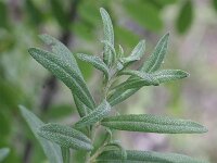 Elaeagnus angustifolia 4, Saxifraga-Rutger Barendse