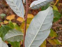 Elaeagnus angustifolia 6, Saxifraga-Rutger Barendse