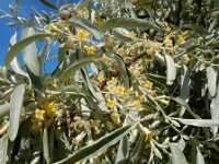 Elaeagnus angustifolia 7, Smalle olijfwilg,  Saxifraga-Ed Stikvoort