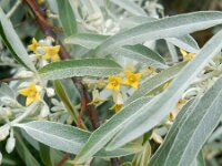 Elaeagnus angustifolia 9, Smalle olijfwilg,  Saxifraga-Ed Stikvoort