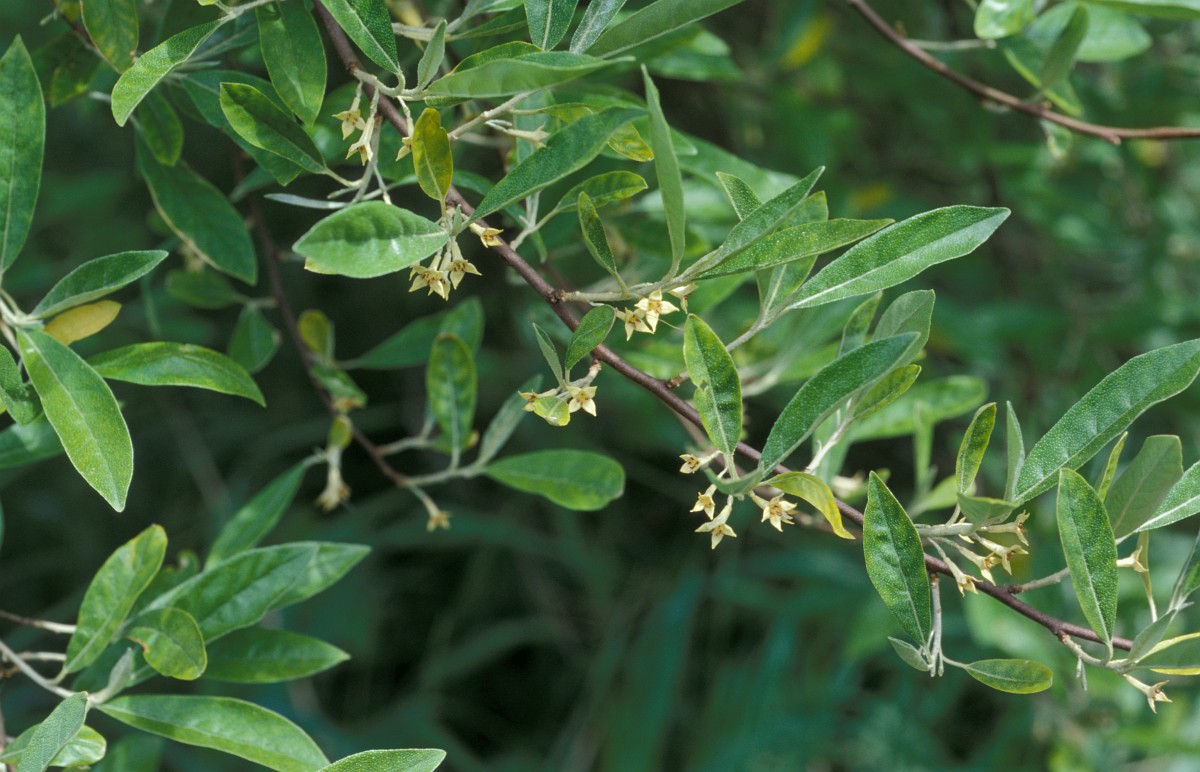 Olive Elaeagnus Angustifolia Russian 82