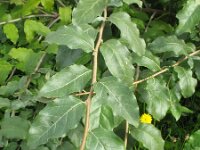 Elaeagnus umbellata 10, Schermolijfwilg, Saxifraga-Rutger Barendse