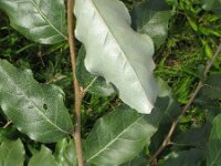 Elaeagnus umbellata 11, Schermolijfwilg, Saxifraga-Rutger Barendse